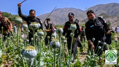 Loralai police operation: opium crop on two acres destroyed, case registered